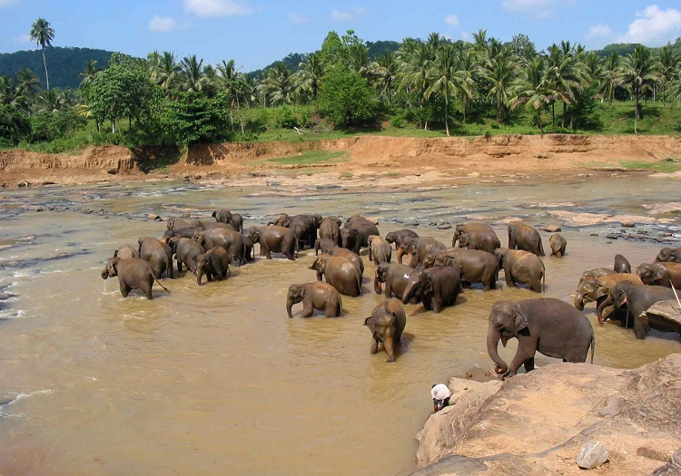 Шри-Ланка. Слоны идут на север!